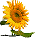 sunflower.gif