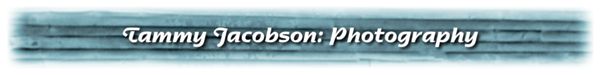 Tammy Jacobson: Photography